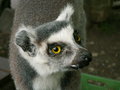 Free Lemur Royalty Free Stock Image - 1226766