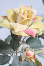 Free Artificial Rose Stock Images - 1226774