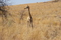 Free Giraffe Royalty Free Stock Photo - 1227105