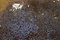 Free Honey Texture Royalty Free Stock Image - 1222326