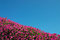 Free Flowers And Sky Royalty Free Stock Photography - 1222347