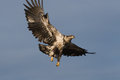 Free Bald Eagle Flying Royalty Free Stock Photography - 12202647