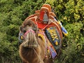 Free Camel Royalty Free Stock Image - 12248246