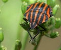 Free Bug Clean Antenna Royalty Free Stock Photo - 12273935