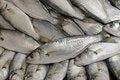 Free FRESH FISH Royalty Free Stock Photos - 12282278