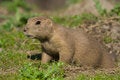 Free Prairie Dog Royalty Free Stock Photos - 1233748
