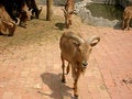 Free Goat Stock Photo - 1235350