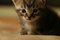 Free Cute Little Kitten Stock Photo - 1238840