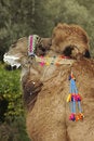 Free Camel Portrait Stock Image - 12373001