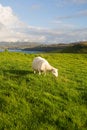 Free Sheep Stock Image - 1240781