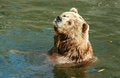 Free Brown Bear Stock Image - 1244001