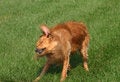 Free Wet Dog Royalty Free Stock Photos - 1244378