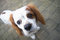 Free Funny Cavalier Stock Photo - 1245120