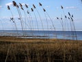 Free Reed On The Coastline Stock Images - 12487384