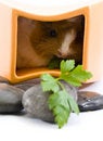 Free Little Guinea Pig Royalty Free Stock Photography - 12496727