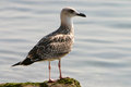 Free Sea Gull Close-up Royalty Free Stock Photo - 1251965