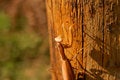 Free Praying Mantis Royalty Free Stock Photos - 1253198