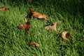 Free Leaves And Grass Royalty Free Stock Images - 1257079