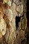 Free Bark Royalty Free Stock Image - 1250596