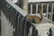 Free Eastern Chipmunk Royalty Free Stock Photos - 1254828