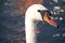 Free Swan Waiting For The Partner Stock Photos - 1255353