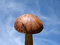Free Mushroom Looking Into The Sky Stock Images - 1256724