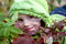 Free Smiling Little Girl Hiding Behind Leaves Royalty Free Stock Image - 12526326