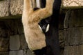 Free Monkeys II Stock Photo - 1260380
