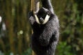Free Black Monkey Royalty Free Stock Photos - 1260418