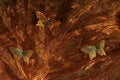 Free Butterflies On Silky Textile Royalty Free Stock Photography - 1262407