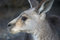 Free Kangaroo Stock Photos - 1263663