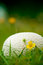 Free Mushroom On Grass Stock Photos - 1264033