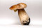 Free Mushroom Stock Photo - 1268540