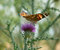Free Butterfly On Thistle Stock Photo - 1268860