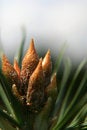 Free Awaking Green (spring Time) Royalty Free Stock Photography - 1272547