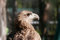 Free Young Eagle Stock Images - 1270234