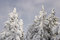 Free Snow Hat Royalty Free Stock Image - 1271966