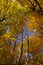 Free Fall Season Colors Royalty Free Stock Photos - 1273058