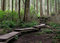 Free Rainforest Walkway Royalty Free Stock Photos - 1273458