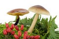 Free Wood Mushrooms Grow From A Moss Royalty Free Stock Photos - 12799188