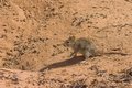 Free Three Striped Mouse, Royalty Free Stock Images - 1280249