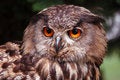 Free Head Owl Stock Image - 1280621