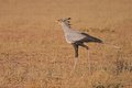 Free Secretary Bird Stock Image - 1280841