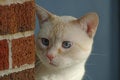 Free Cat Staring With Blue Eyes Stock Images - 1281524