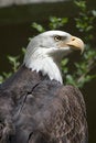 Free Bald Eagle Stock Images - 1281664