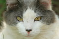 Free Cat S Eyes Royalty Free Stock Photos - 1283188