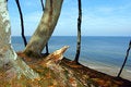 Free Forest Coast Stock Photography - 1286372