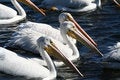 Free Pelican March Stock Images - 1290434