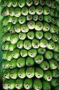 Free Bananas Stock Photography - 1297052