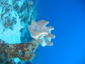 Free Underwater Mushroom Royalty Free Stock Images - 1297089